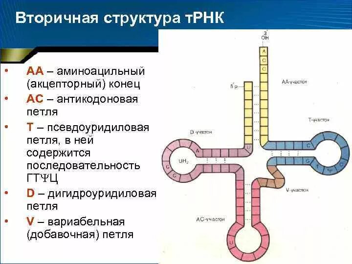 Первичная структура ТРНК схема. Структура и функции ТРНК. Схема ТРНК стабилизирующая петля. Строение транспортной РНК биохимия.