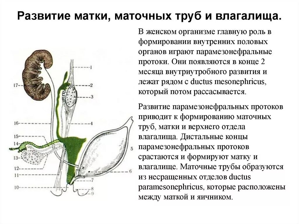 Как образуется матка