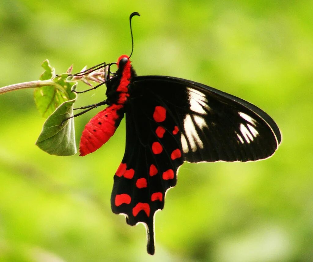 Fatal frame 2 crimson butterfly. Fatal frame ii: crimson butterfly. Project zero ii: crimson butterfly. Fatal frame crimson butterfly призраки. Алый мотылек.