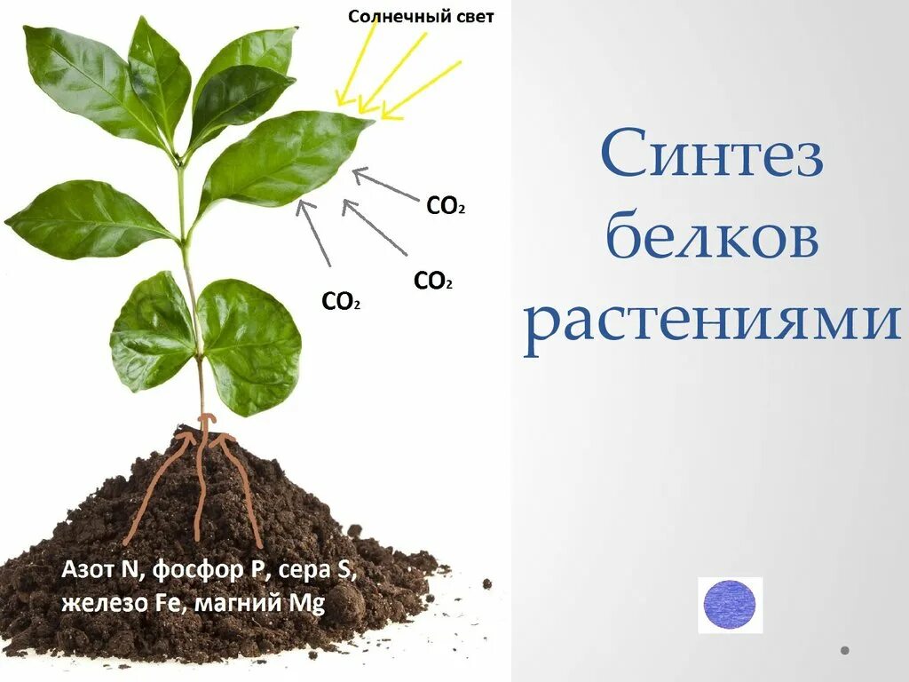 Синтез белков растений. Биосинтез белков у растений. Растения синтезируют белок. Синтез белка у растений.