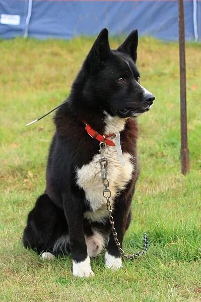 Karelian Bear Dog Dogs, Bear dog breed, Herding dogs