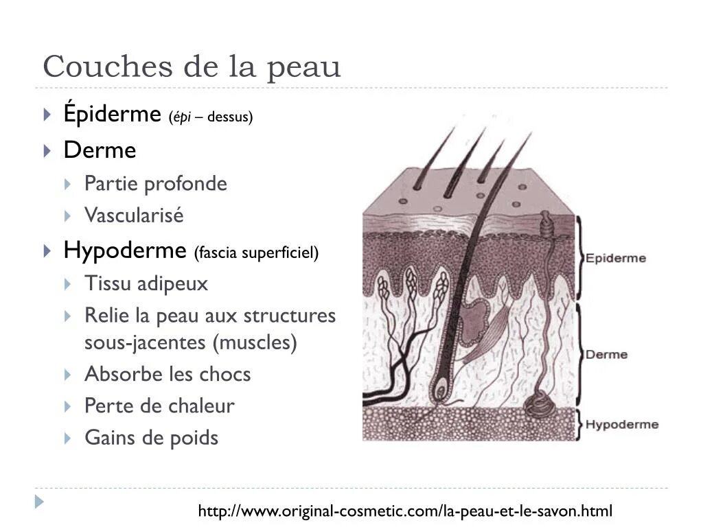 Skin layer structure. De la peau. Шагреневая кожа микробиология. Половина лица. Себорейный кератоз причины.