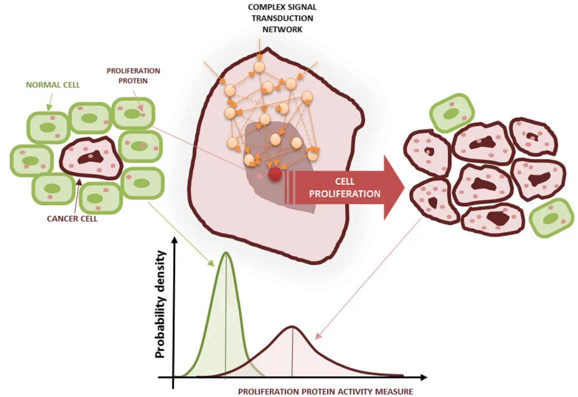 Mean cell. Cell proliferation. cell proliferation assay. proliferating self.
