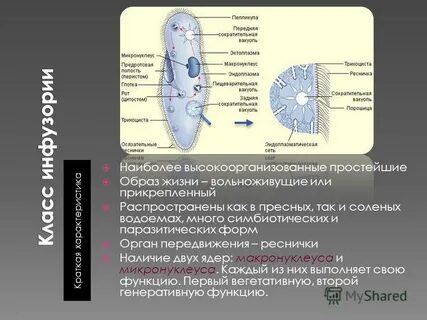 Ложноножки реснички и жгутики