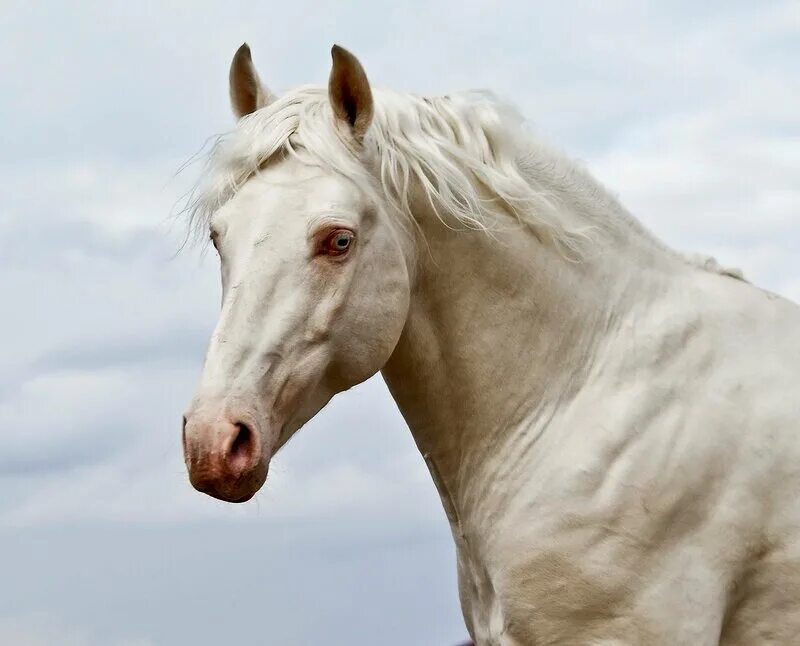 белый конь с красной головой у индусов. белый конь с красной головой у индусов. лошади породы марвари. верховая арабская лошадь дахман. белая лошадь с развевающейся гривой.