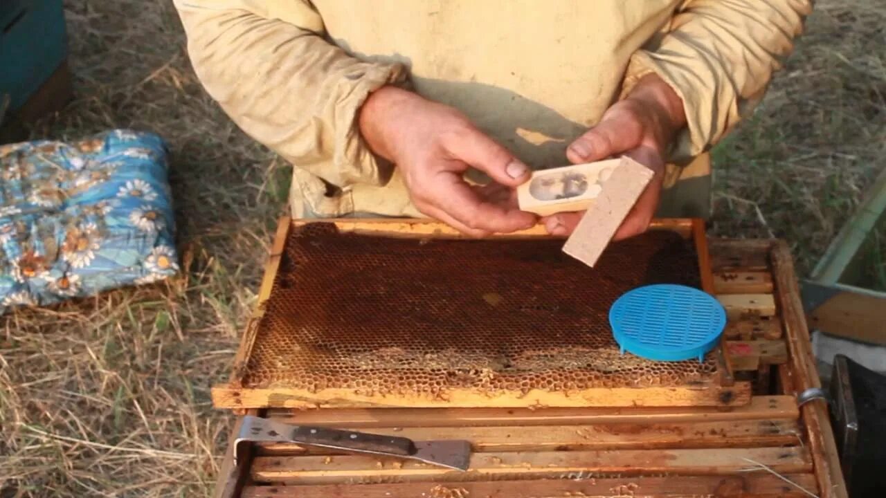 Подсадка матки в пчелиную семью. Подсадка маток в пересылочной клеточке. пчеломатка в клеточке. маточники в улье. маточник пчелы.