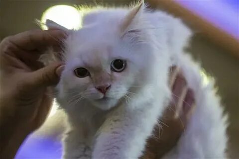 Sochli mushukning onlayn porno videolari