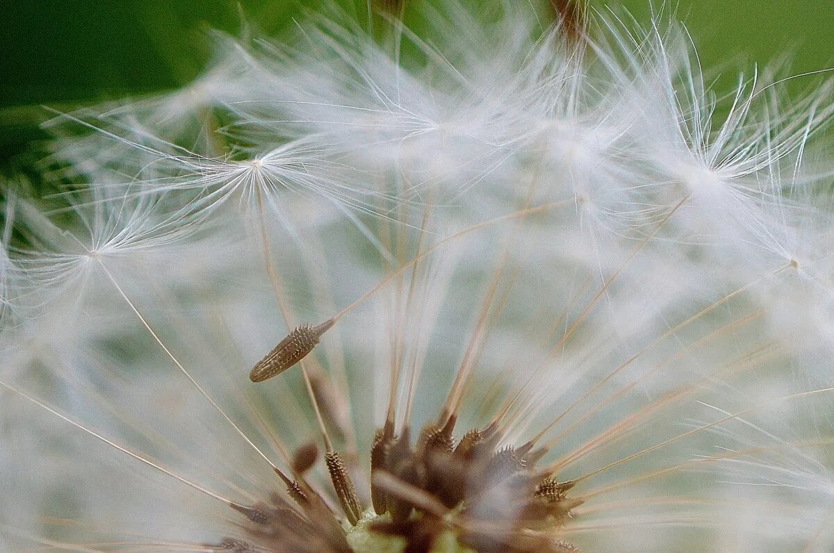 Как выглядят семена одуванчика в геншин Macro, Dandelion, Drops (2048x1536) Desktop & Mobile Wallpaper