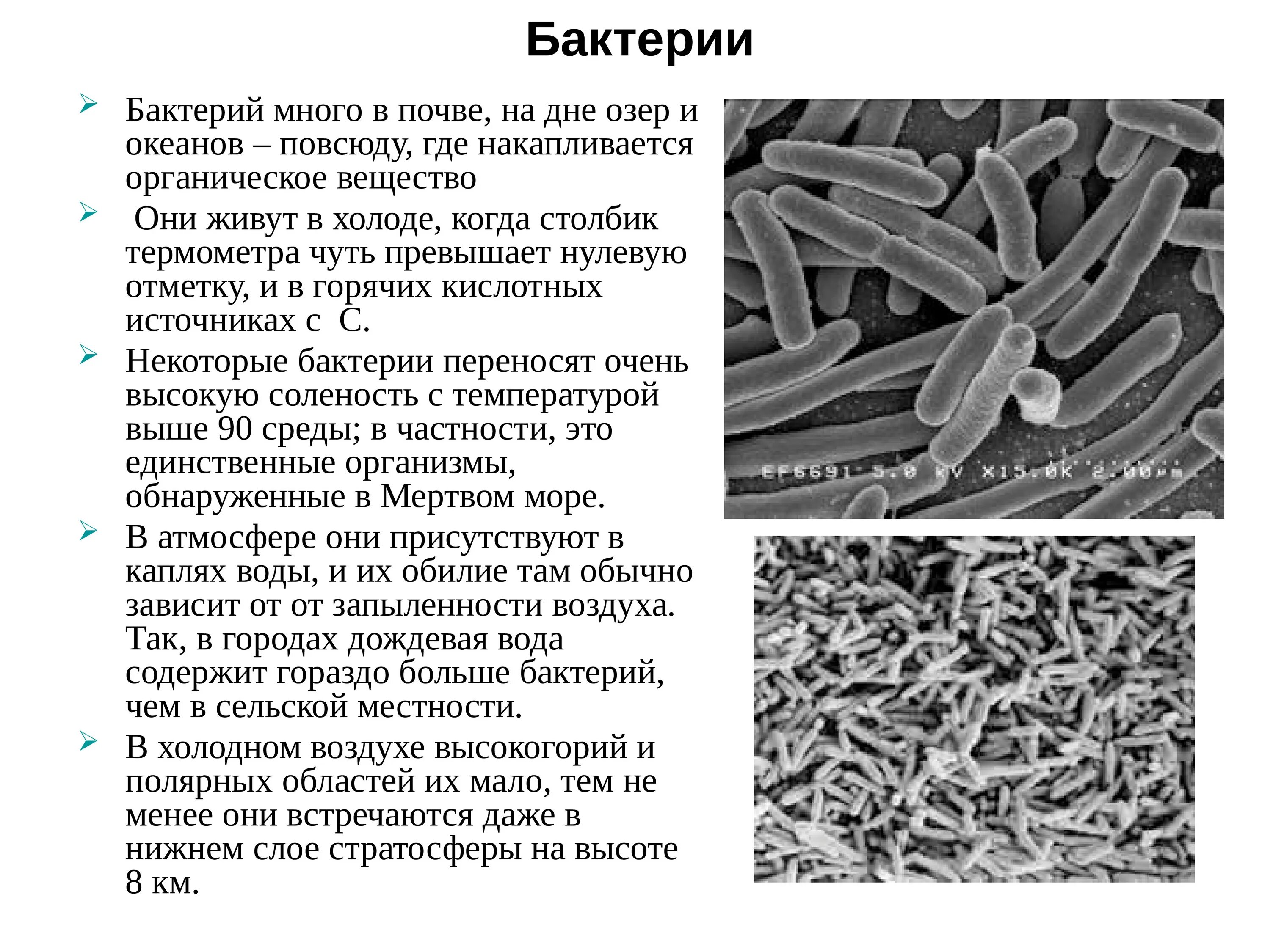 Роль бактерий в почве. Микроорганизмы обитающие в почве. Бактерии обитающие в почве. Бактерии и микроорганизмы в почве. Бактерии которые обитают в почве.