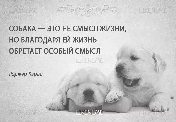Сон собаки выражение