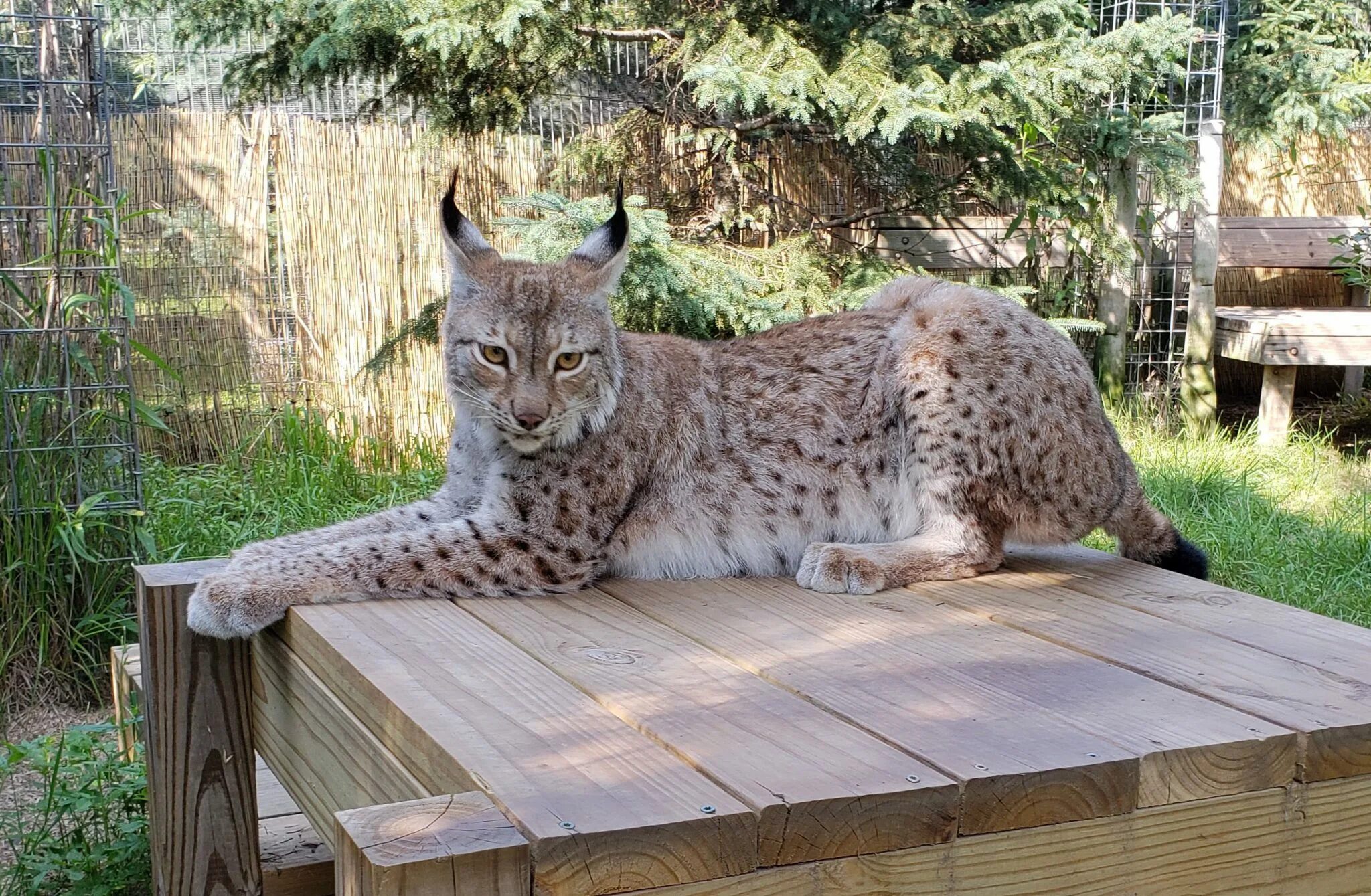 можно ли дома держать рысь. одомашненная рысь. павел никулочкин рысь. одомашненная рысь. можно ли дома держать рысь.