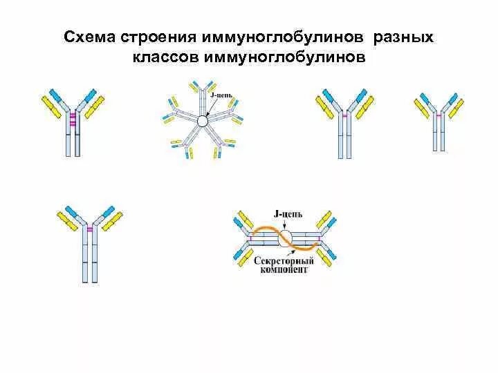 Антитела после иммуноглобулина. Схема строения иммуноглобулина. Строение классов иммуноглобулинов. Строение иммуноглобулинов иммунология. Структура иммуноглобулинов иммунология схема.