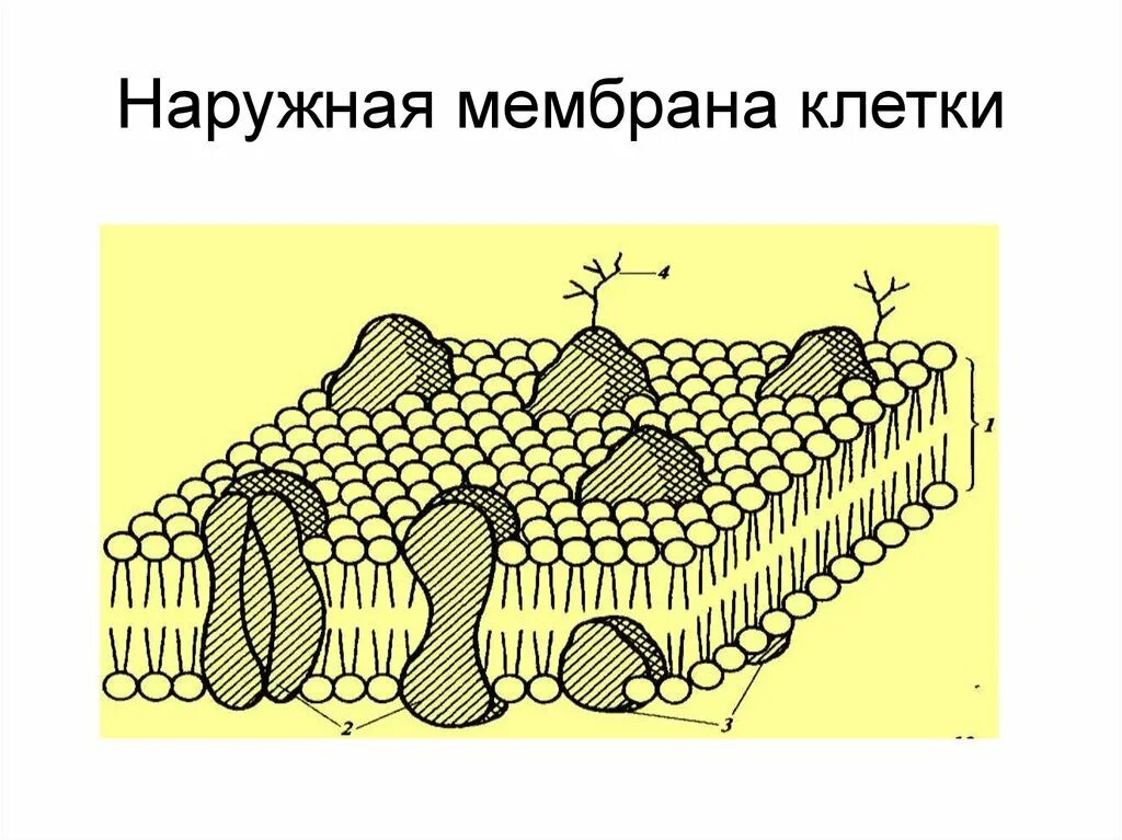 Наружная мембрана рисунок