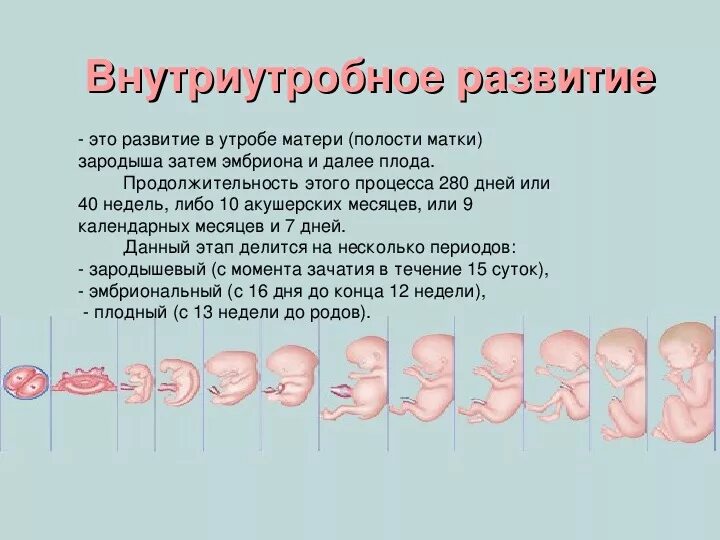 Внутриутробное развитие. Внутриутробное развитие презентация. Строение внутриутробного плода. Особенности внутриутробного развития человека