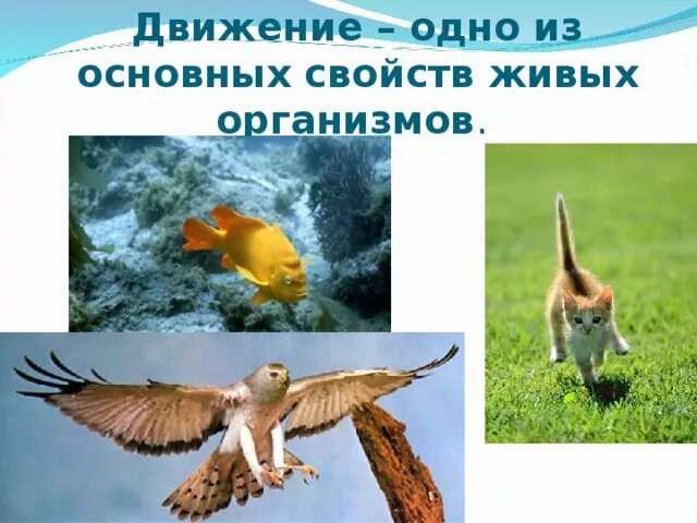 Движение живых. Движение живых организмов. движение свойство живых организмов. свойство живого движение. движение в живой природе естествознание.