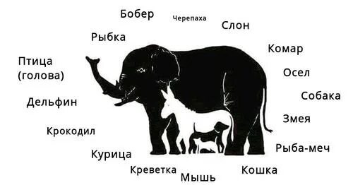 Сколько собак видишь. Сколько животных. Сколько животных на этой картинке. Сколько живетный на картинке. Сколько животных на рисунке со слоном.