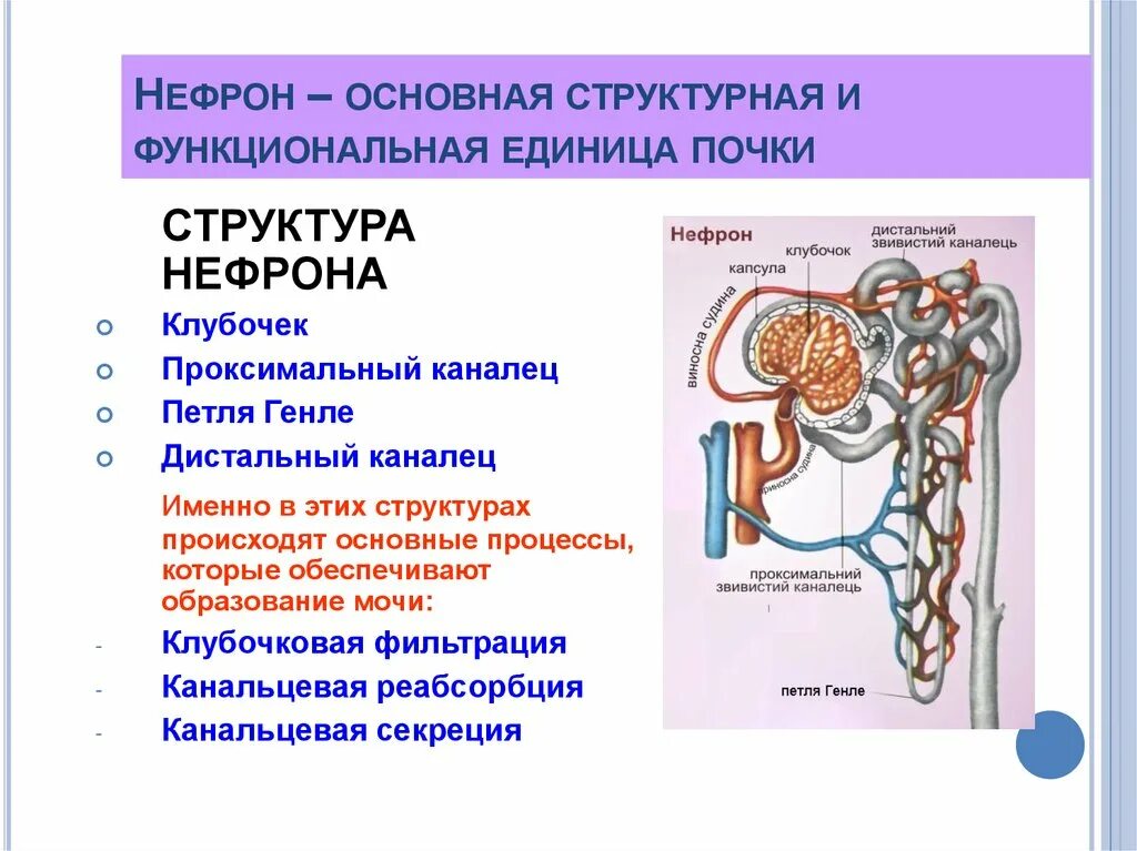 Структура и функции нефрона почек. Строение структурно-функциональных единиц почек нефрон. Нефрон почки строение и функции. Строение нефрона и процесса образования мочи. В чем особенность строения канальца нефрона