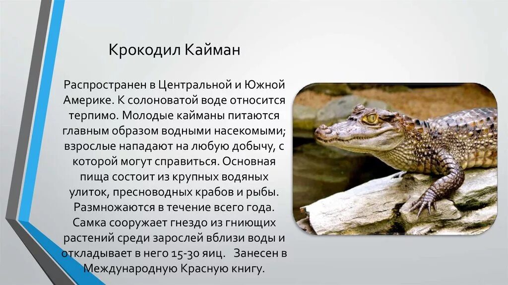 Крокодилов относят к классу. Крокодиловый (очковый) кайман. кайман южной америки. доклад про крокодила. сообщение о крокодиле каймане.