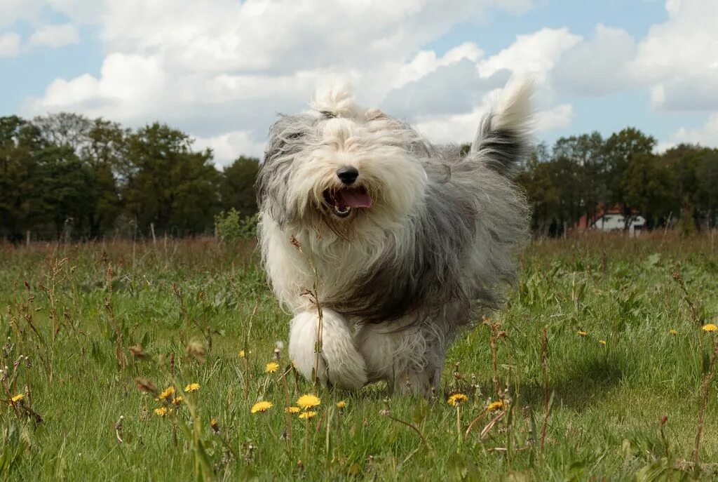Бобтейл породы собак великобритании. Бобтейл породы собак великобритании. Шотландский бобтейл собака. Пастушья овчарка бобтейл. Бобтейл овчарка.