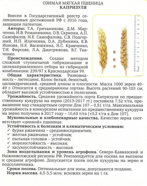 Сорт озимой пшеницы характеристика. Губернатор дона озимая пшеница. Сорт озимой пшеницы скипетр. Скипетр э. Озимая пшеница скипетр.