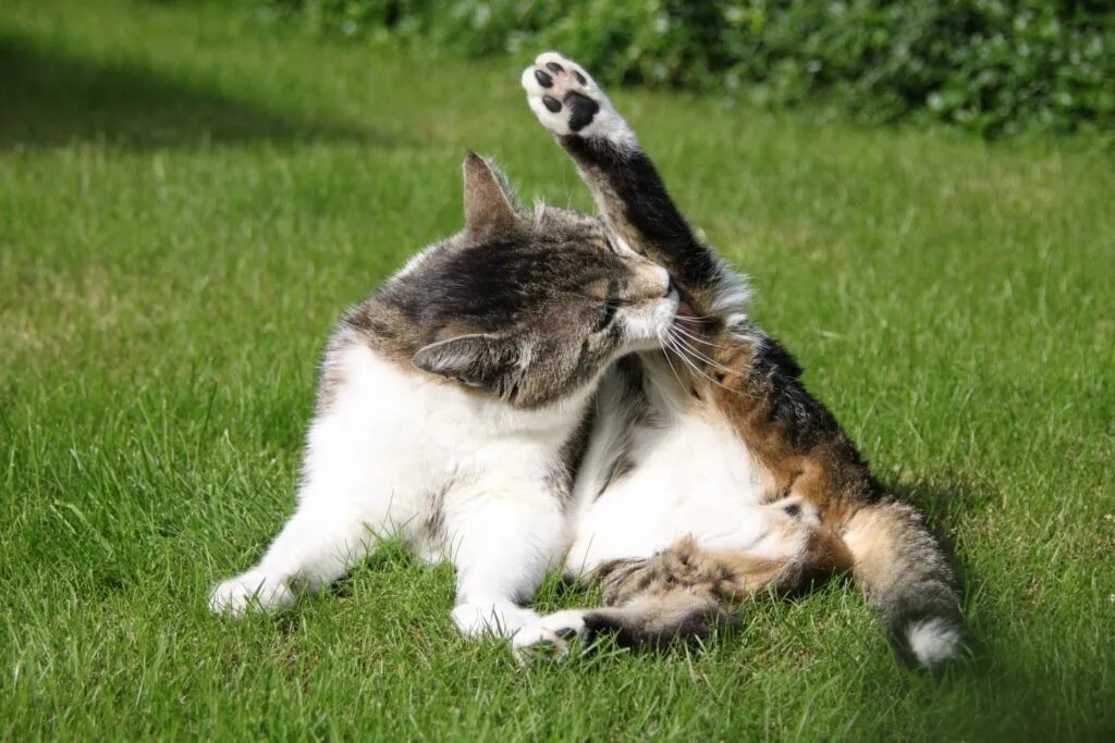 Кошка лижется. Кот лижет. Коты вылизываются. Кошка вылизывает себя