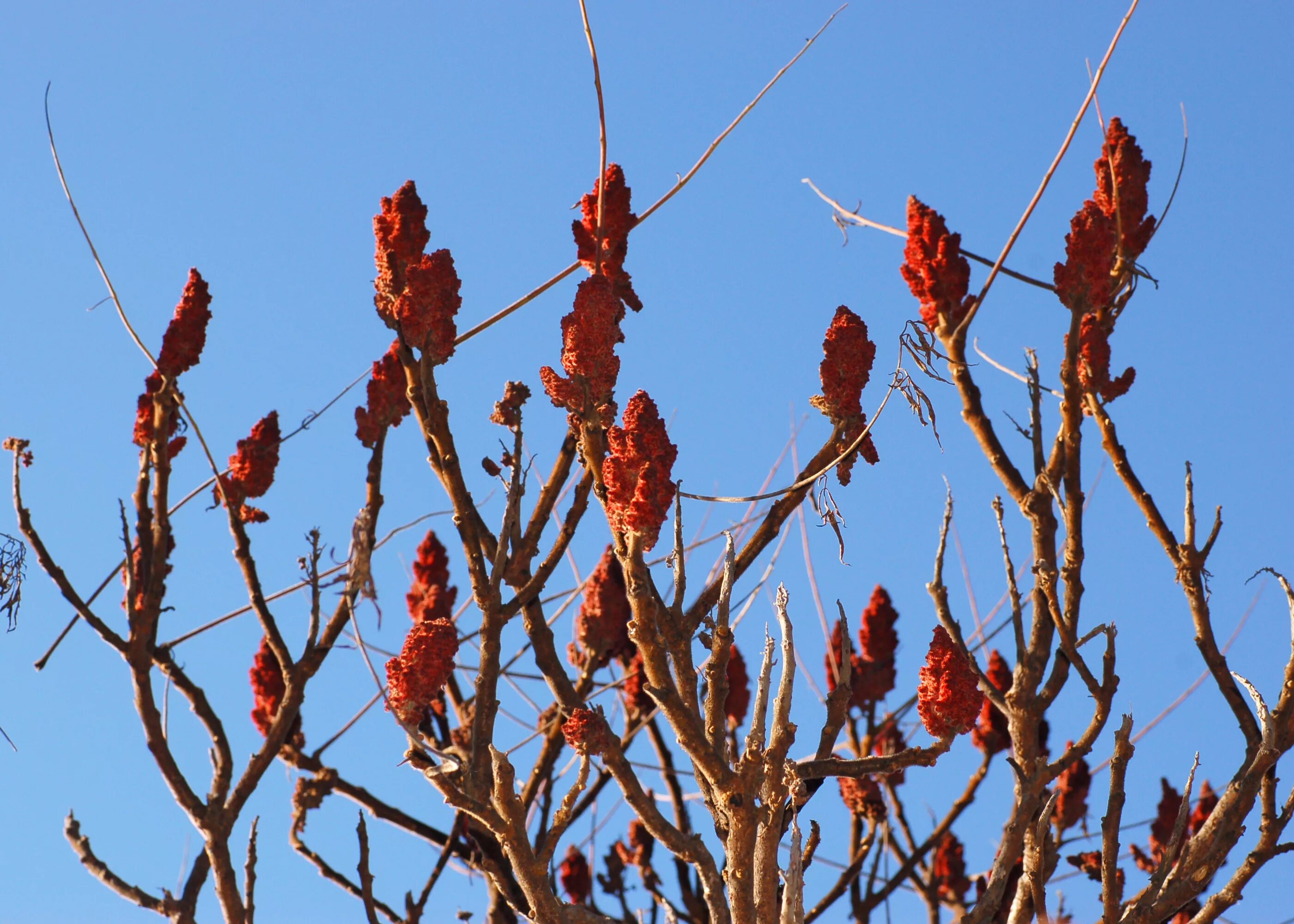 Сумах оленерогий Rhus typhina. Сумах оленерогий весной. Сумах оленерогий уксусное дерево. Сумах оленерогий цветение.