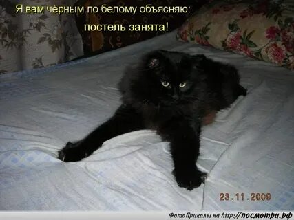 Ложился день на темный