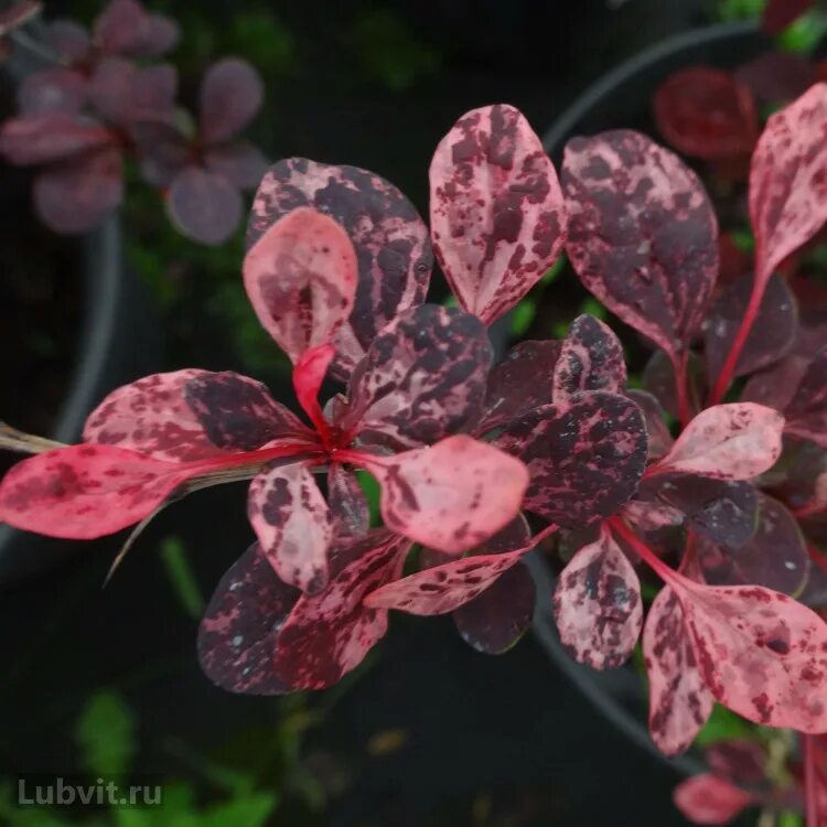 Тунберга арлекин. Барбарис тунберга арлекин. Тунберга арлекин. Барбарис тунберга арлекин. Барбарис тунберга harlequin н20-40.