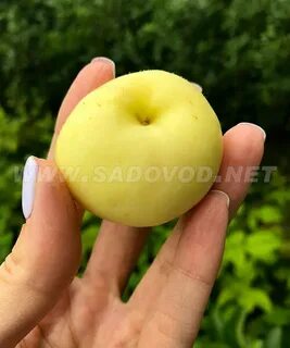 Золотая яблоня