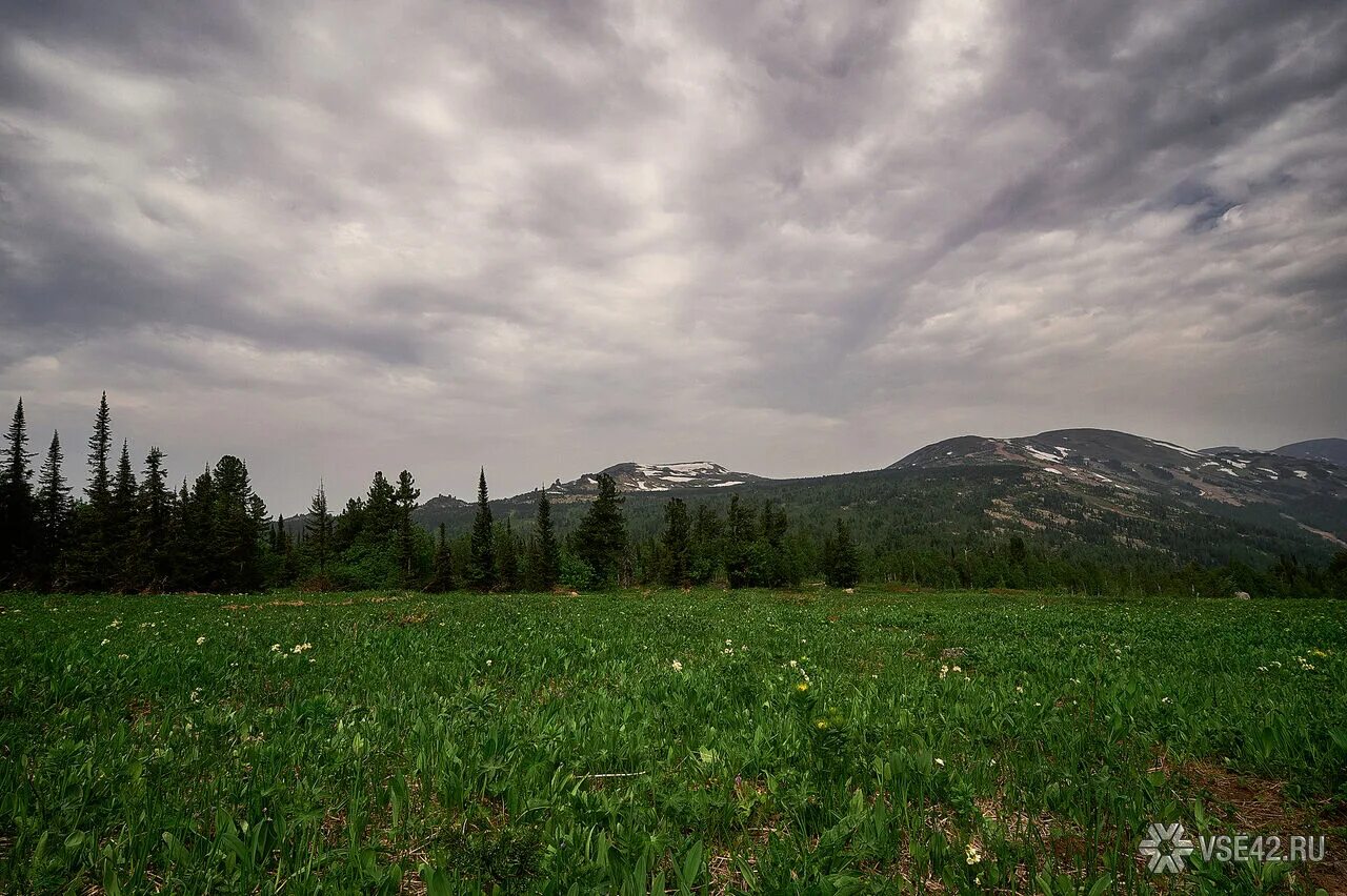 Тайга (хвойные леса) реки сыктывкар. Темнохвойная тайга кузбасс. Становиться тайга. Хакасия сибирская тайга. Горная шория таштагол.