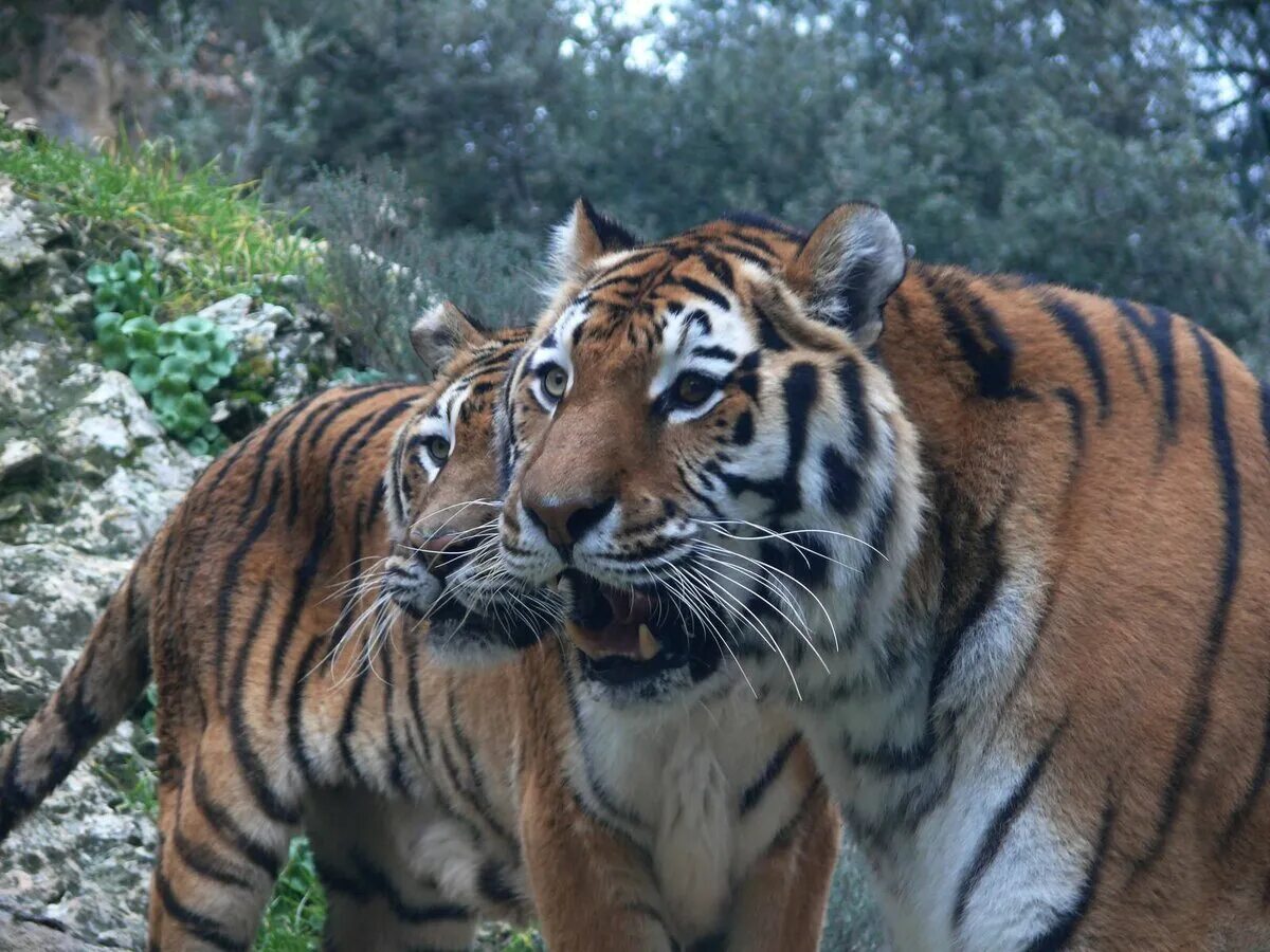 Panthera Tigris Tigris. Амурский тигр. Малайский тигр (Panthera Tigris Jacksoni). Уссурийский тигр.