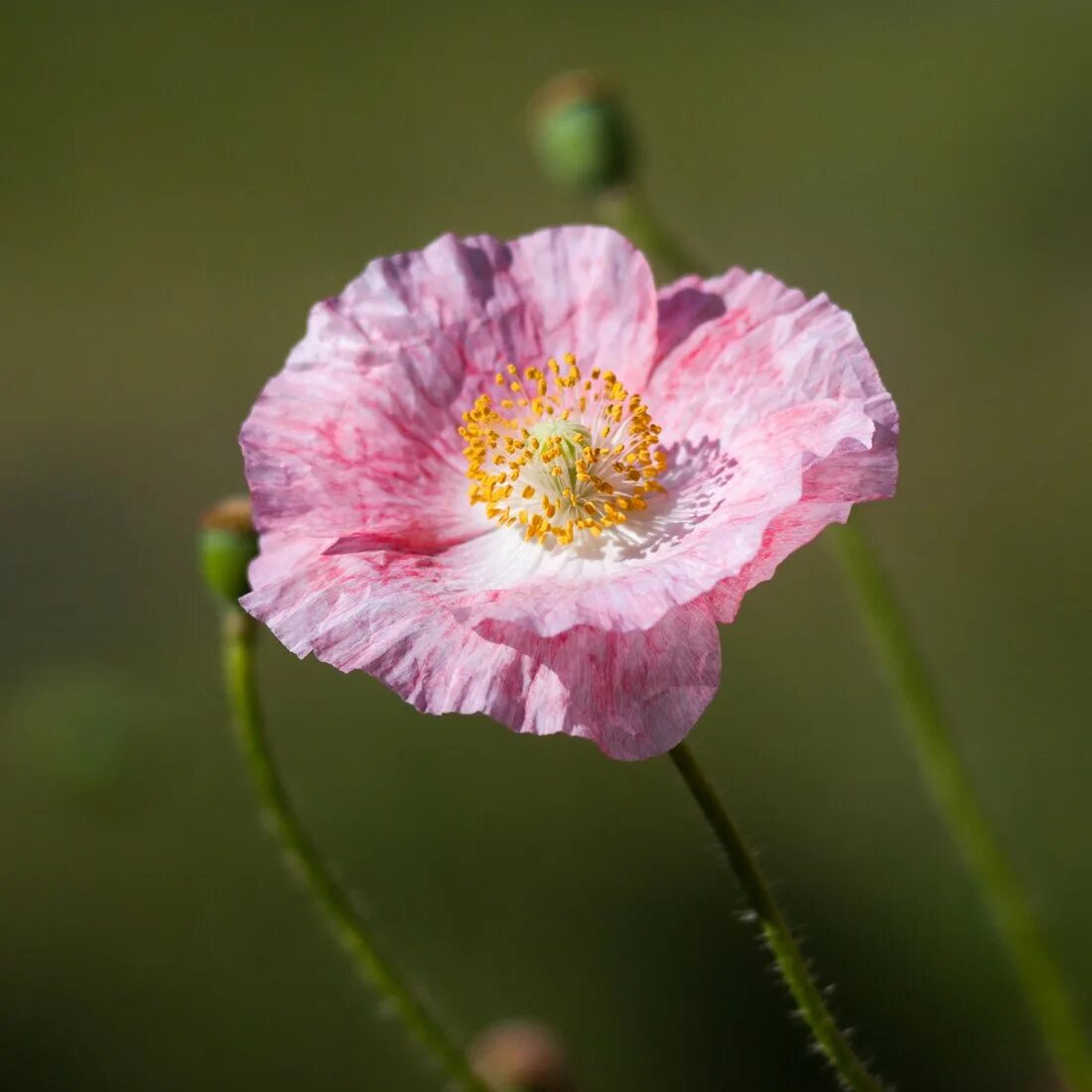 Розовый мак 2. Мак papaver розовый. мак пионовидн. розовый.. anny розовый мак. papaver orientale &#039;mrs. perry&#039;.