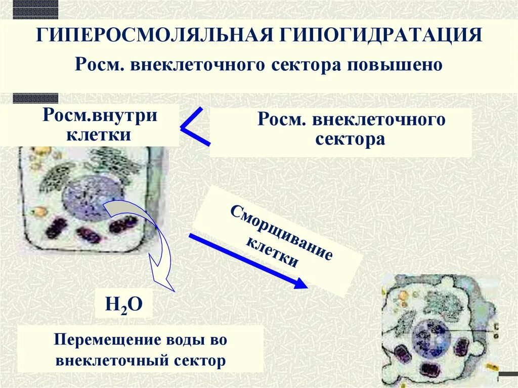 Гипогидратация это. Перемещение воды из клетки. Клетки и внеклеточные структуры включения. Электролиты клетки. Гипогидратация.