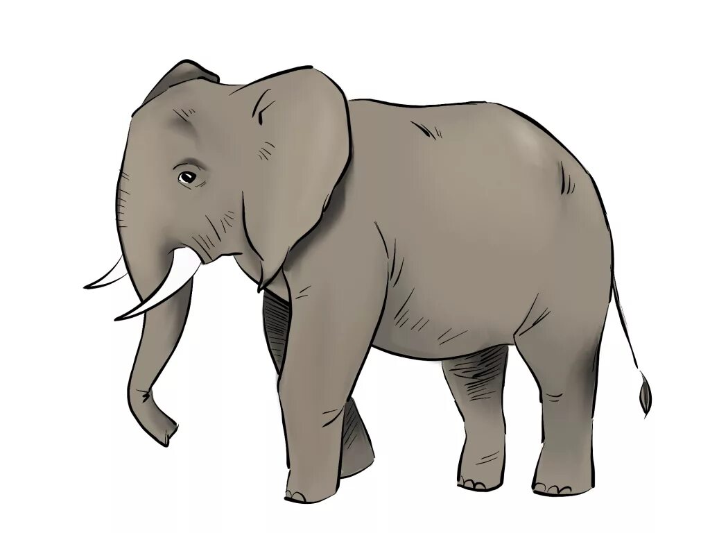 Elephant child. Слон рисунок. Слон для детей. Нарисовать слона. Слон рисунок для детей.
