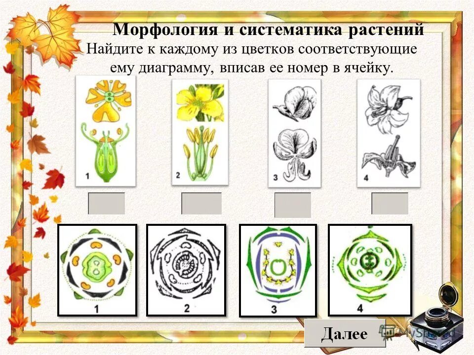 Тест по систематике растений. Тест по систематике растений