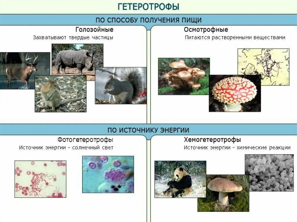 Бактерии грибы питаются готовыми органическими веществами. Гетеротрофный Тип питания. Осмотрофный Тип питания. Осмотрофный способ питания. Тип питания животных гетеротрофный.