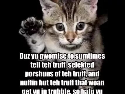 Kitty you can has cheezburger
