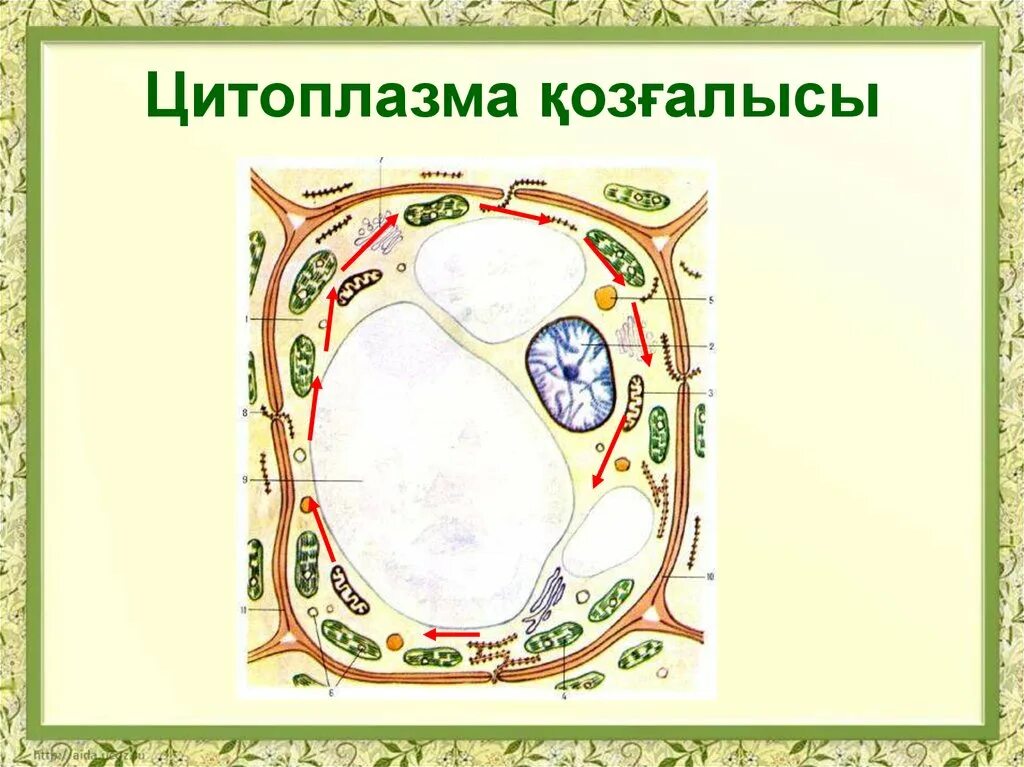 Движение цитоплазмы в растительной клетке рисунок. Движение цитоплазмы в растительной клетке. Движение цитоплазмы в клетке растений. Движение цитоплазмы клетки 5 класс биология