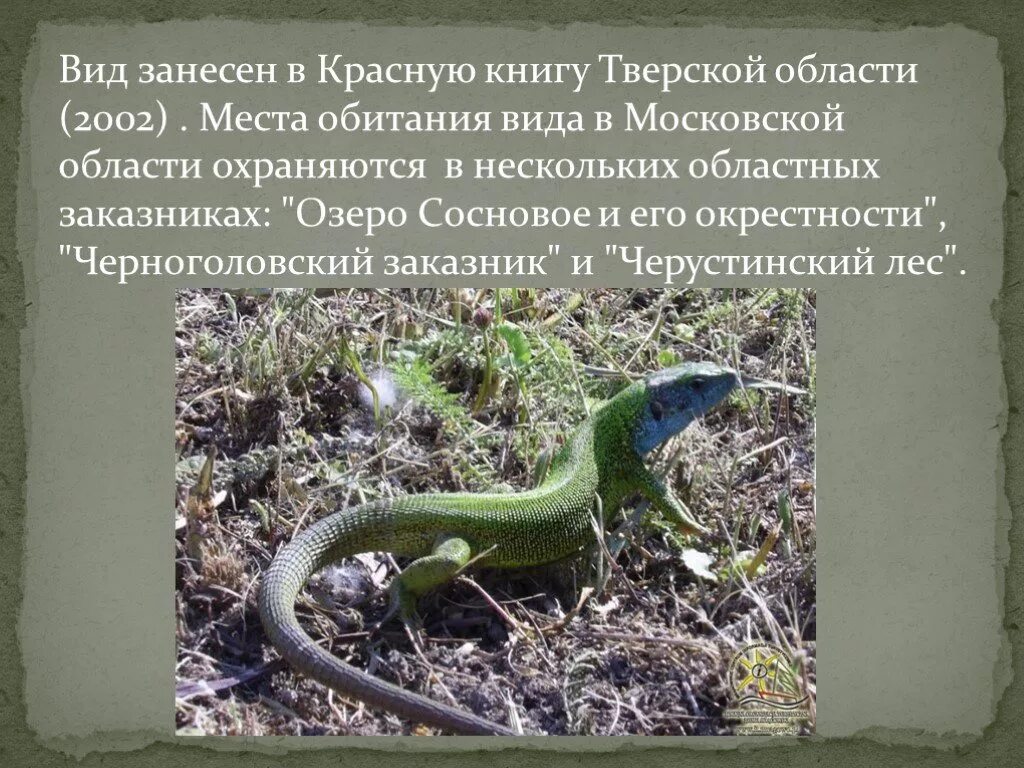 Ящерица красной книги. Ящерица занесенная в красную книгу. информация о ящерицах. прыткая ящерица занесена в красную книгу. доклад про ящерицу.
