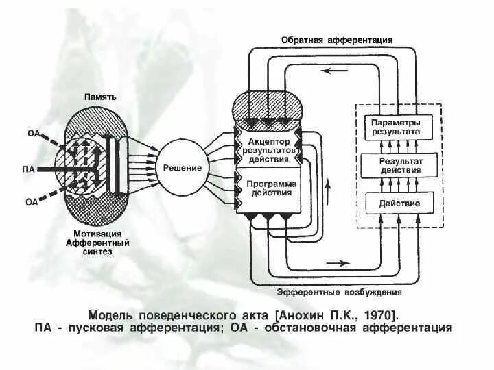 Схема Анохина Обратная афферентация. Архитектоника функциональной системы Анохина. «Функциональная система», «Обратная афферентация схема. Акцептор результата действия Анохин. Афферентация это