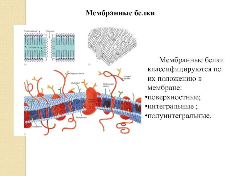 Какие функции выполняют белки мембран. Полуинтегральные белки функции в мембране. Белки мембраны Интегральные полуинтегральные поверхностные. Интегральные мембранные белки взаимодействуют с:. Функции полуинтегральных белков мембраны.