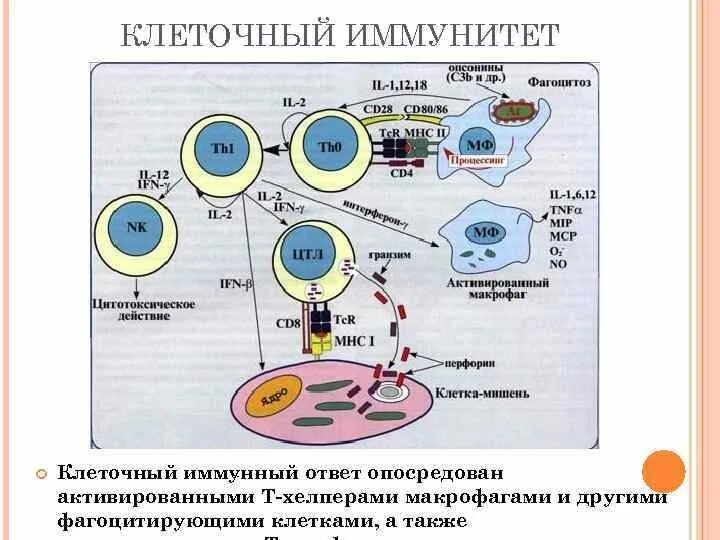 Механизм клеточного иммунитета схема. Схема клеточного механизма образования иммунитета. Клеточный иммунитет схема. Клеточный и гуморальный иммунитет схема. Взаимодействие иммунных клеток