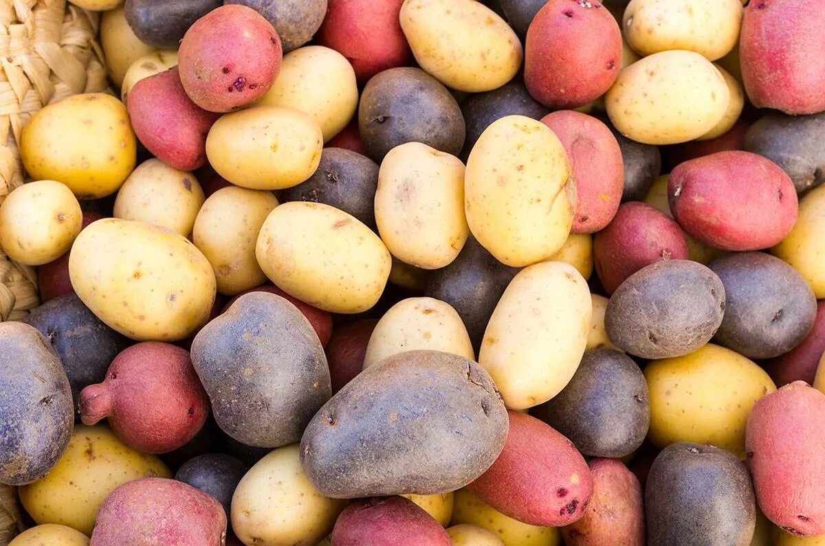 Какие семена картошки. Сорт картофеля Арроу. Сорт картофеля Рейнбоу. Картофель сорта Краснопольский. Сорт картофеля Прайм.