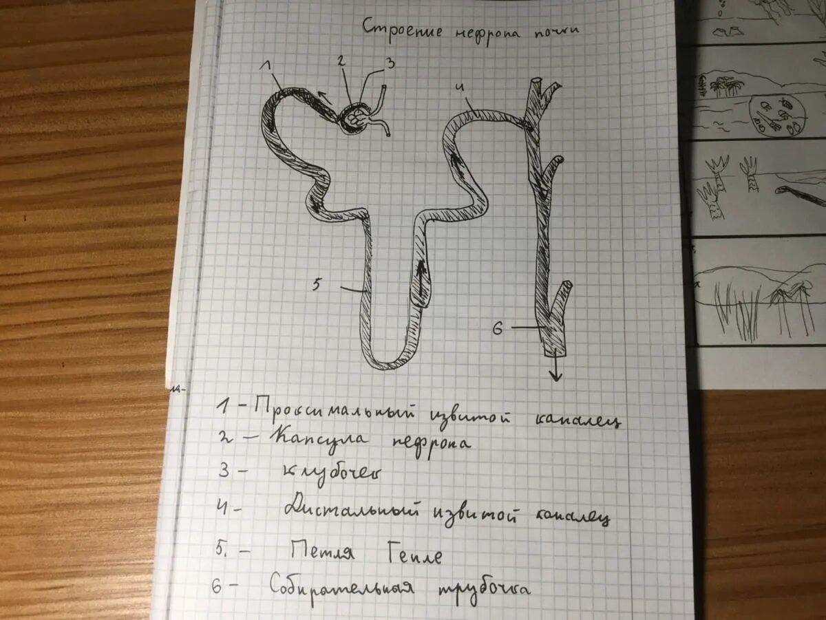 Решающей под цифрой 2. Какая структура единица почки изображена на рисунке. 1. Какая структурная единица почки изображена на рисунке?. Какая структурная единица почки изображена на рисунке ответ. Рассмотри рисунок и ответь на вопросы почки.