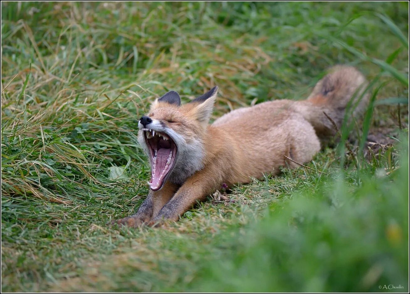 Лиса клыки. Красивая лиса. Пасть лисы. Лиса с открытой пастью. Зубы лисы.