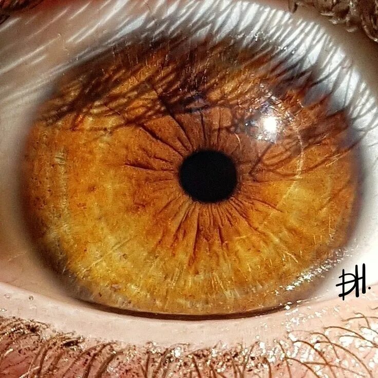 Как выглядит янтарный цвет глаз Файл:Light brown amber  Википедия