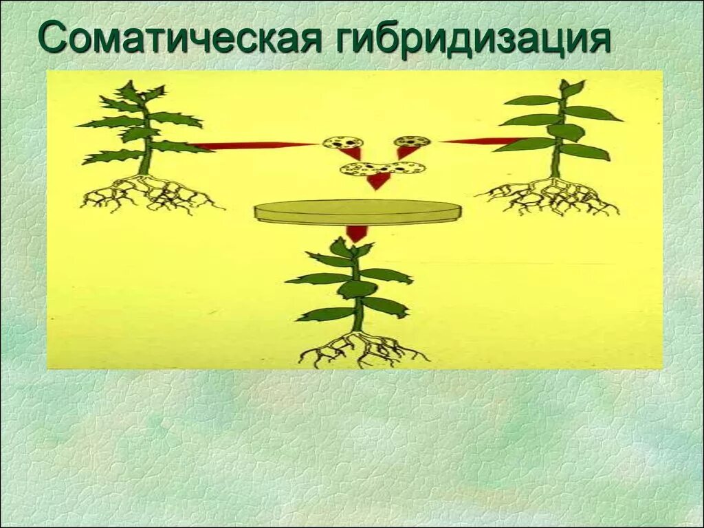 Биотехнология гибридизация. Гибридизация соматических клеток клеточная инженерия. Гибридизация соматических клеток схема. Соматическая гибридизация. Способы соматической гибридизации протопластов.