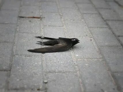 Сонник залетел