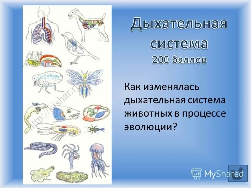 Дыхательная система в процессе эволюции. Эволюция дыхательной системы животных. органы дыхания беспозвоночных. строение дыхательной системы эволюция. дыхательная система органов у беспозвоночных.