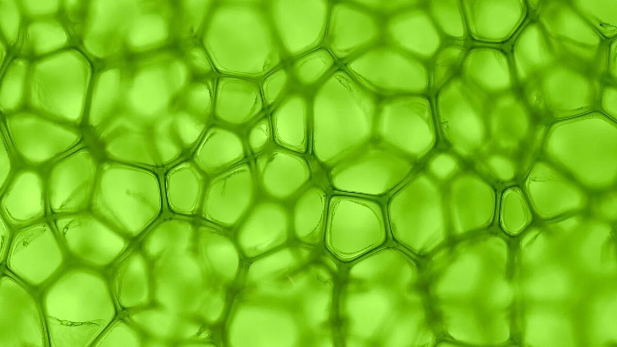 Cell pattern